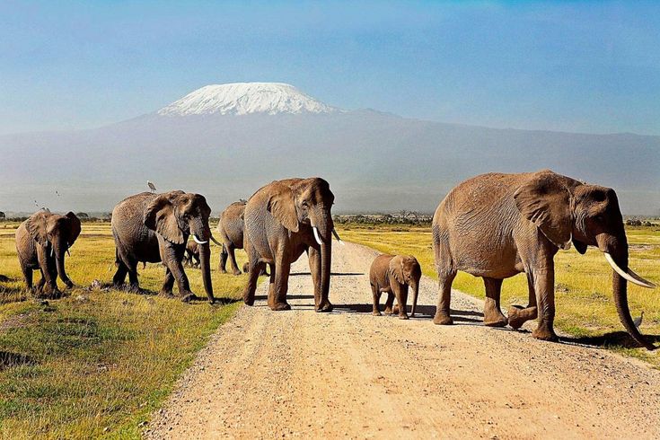 Amboseli Safari