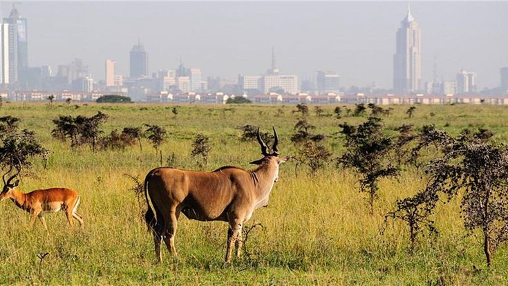 Nairobi City