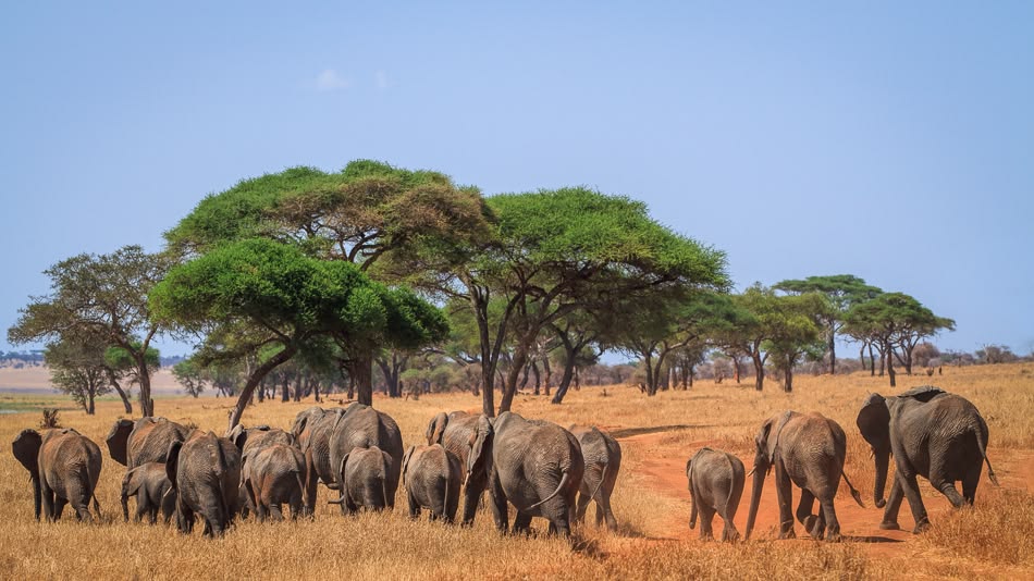 Tarangire