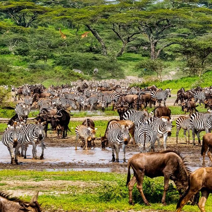Tanzania Ultimate