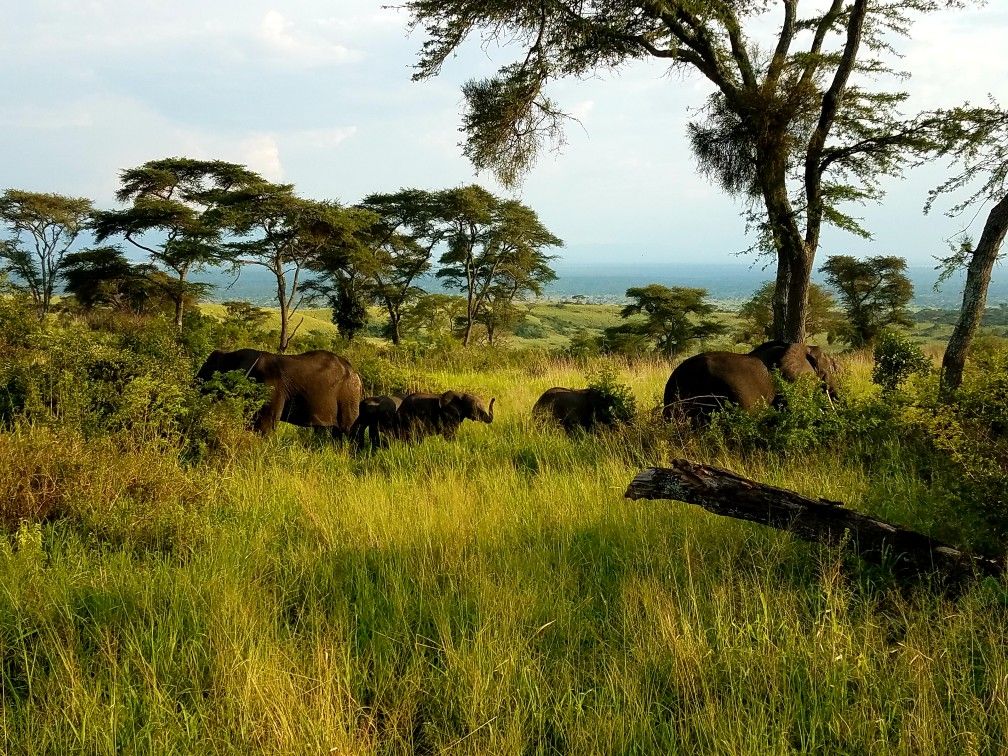 Natural beauty of Uganda forests
