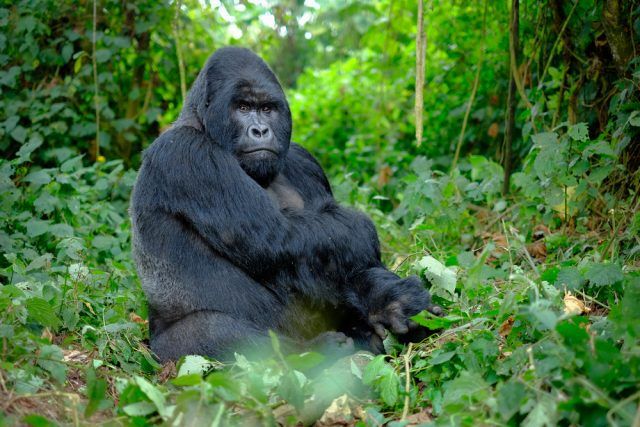 Mountain gorilla family in Bwindi Impenetrable Forest