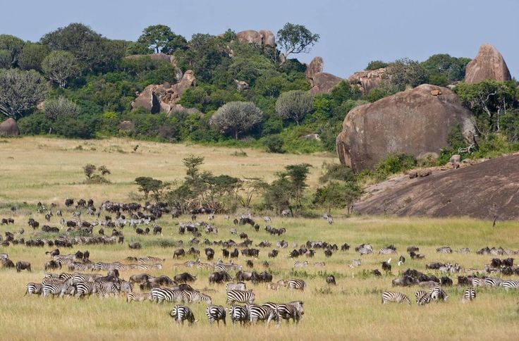 Serengeti safari Tanzania